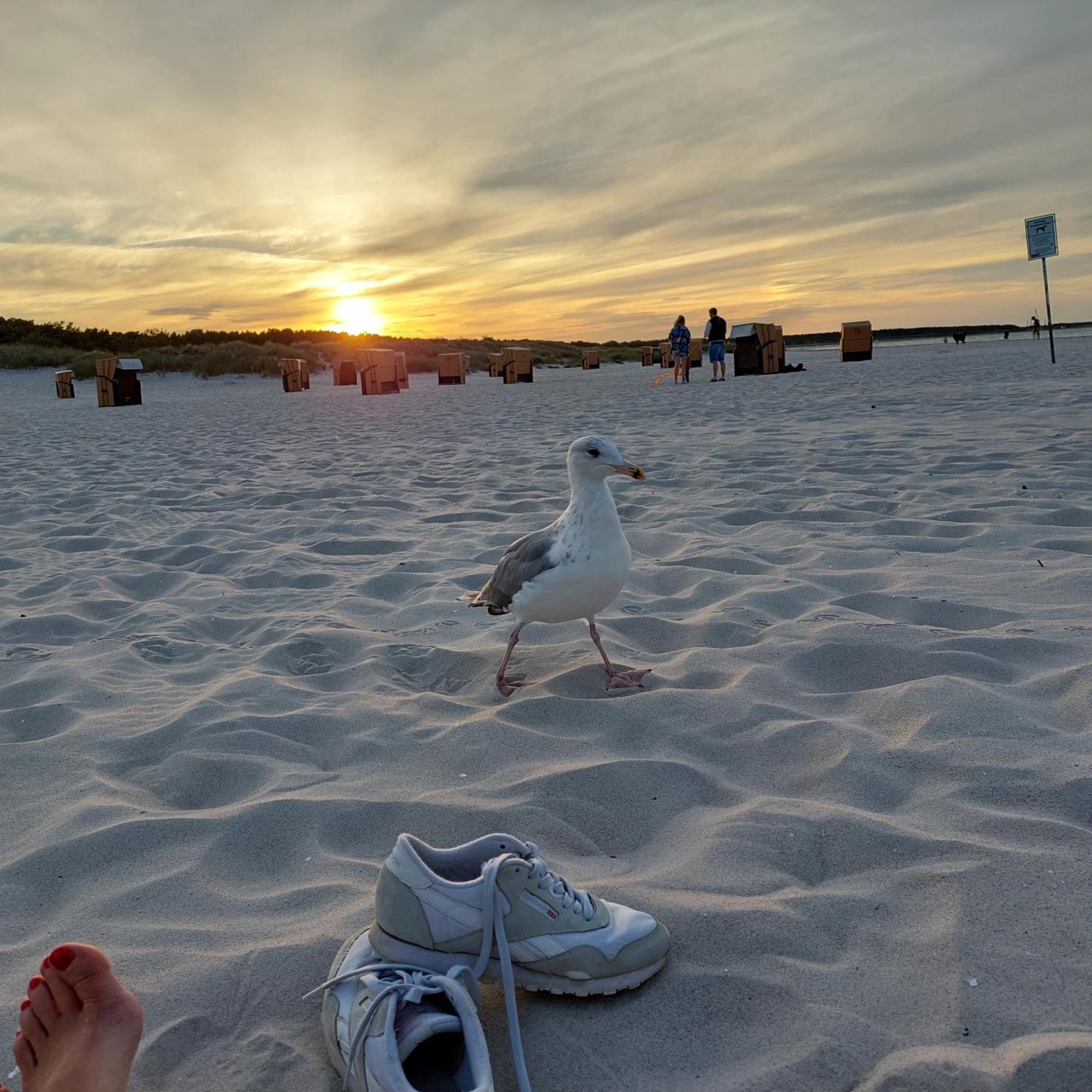 "Nordwest" Ferienwohnung Prerow Bagian luar foto
